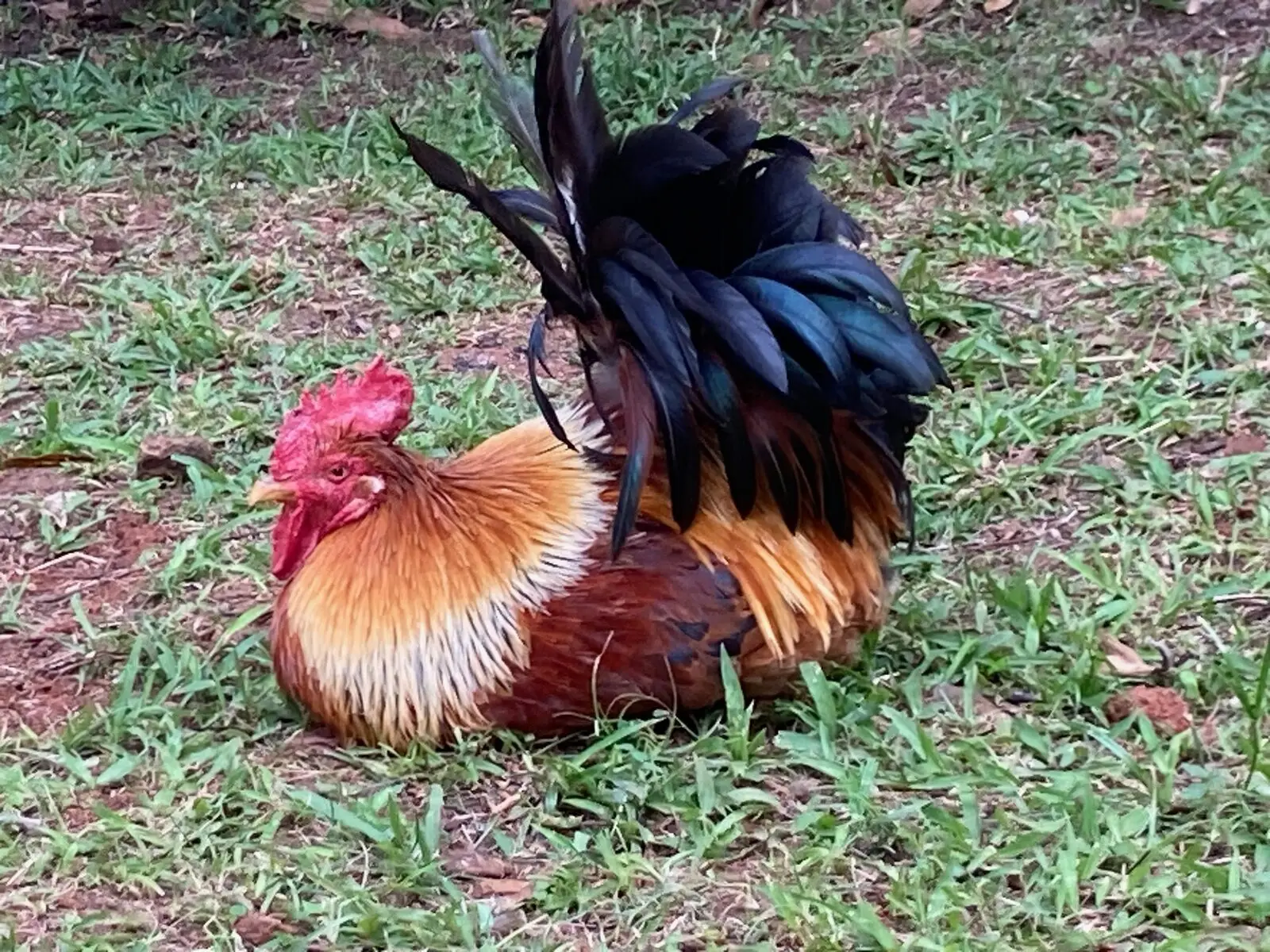 Dimdim, the Les Vendredis rooster, resting in the tropical garden of Sainte-Luce