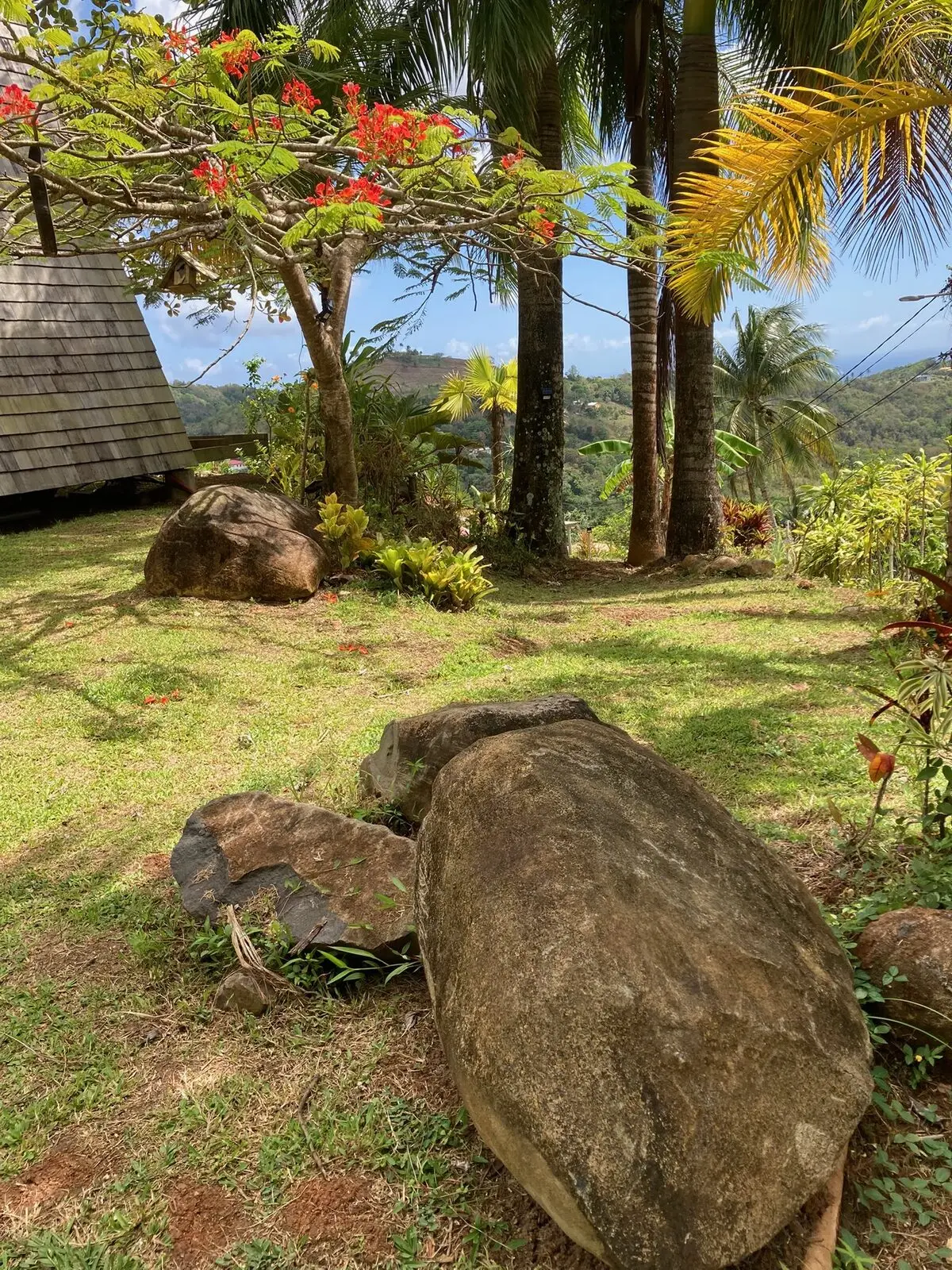 Flamboyant en fleurs rouges, palmiers et collines de Martinique, jardin des Vendredis