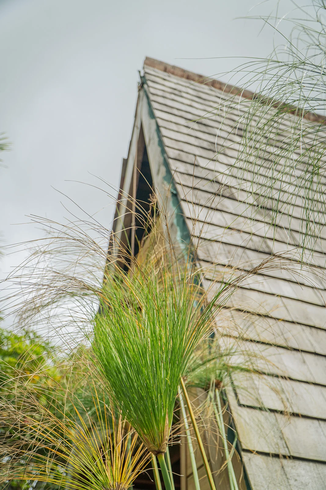 The tip of the A-frame seen in low angle through a papyrus plant