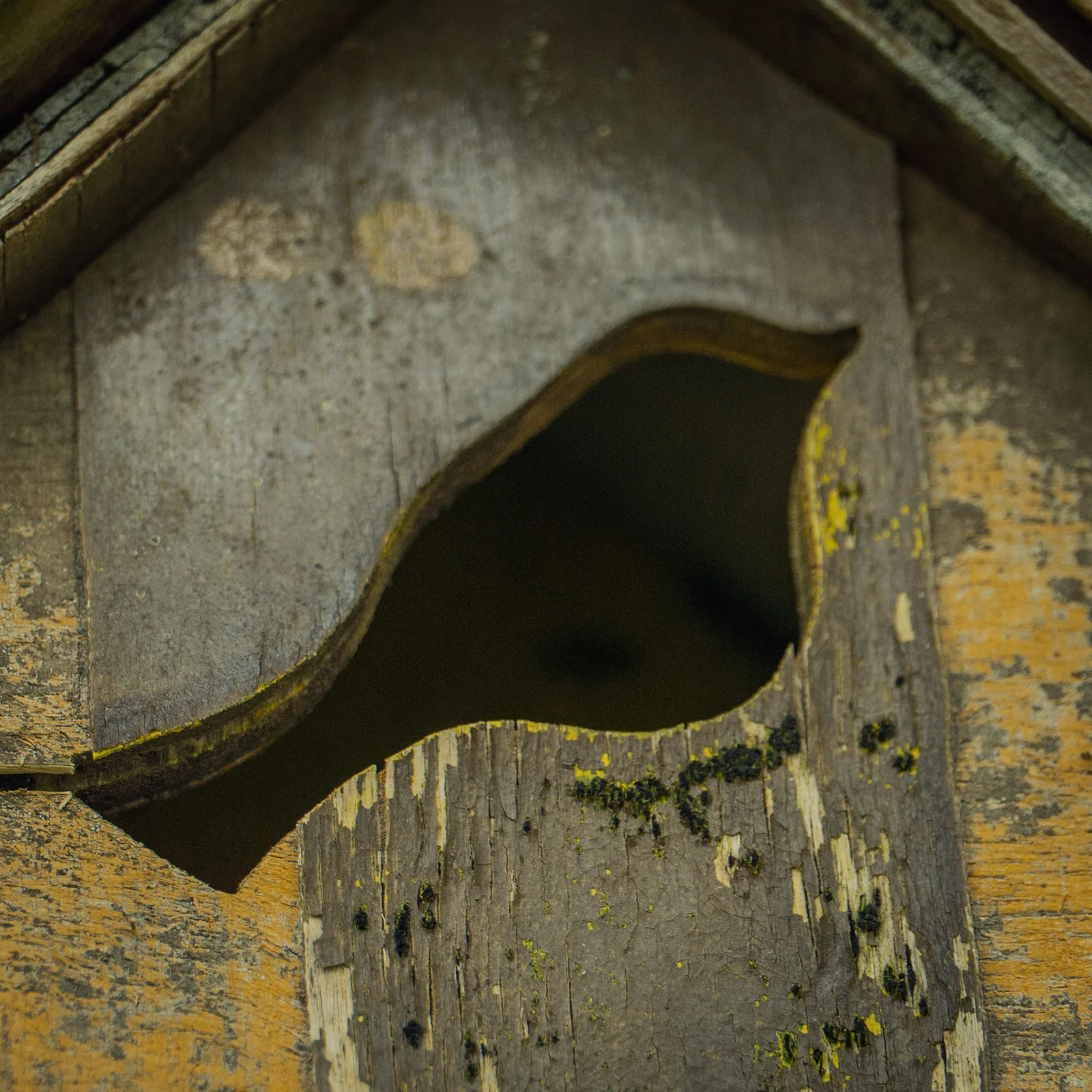 Ouverture en forme d'oiseau du nichoir, bois patiné et lichen, Les Vendredis