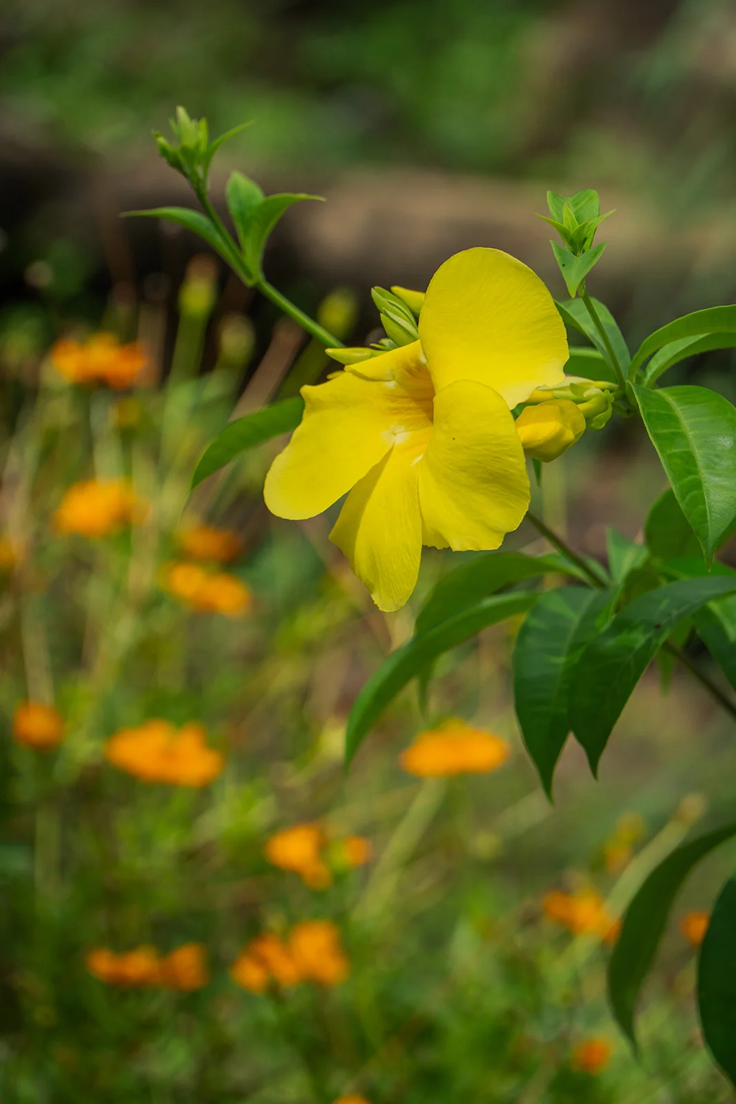Yellow allamanda with a soft bokeh of orange flowers behind