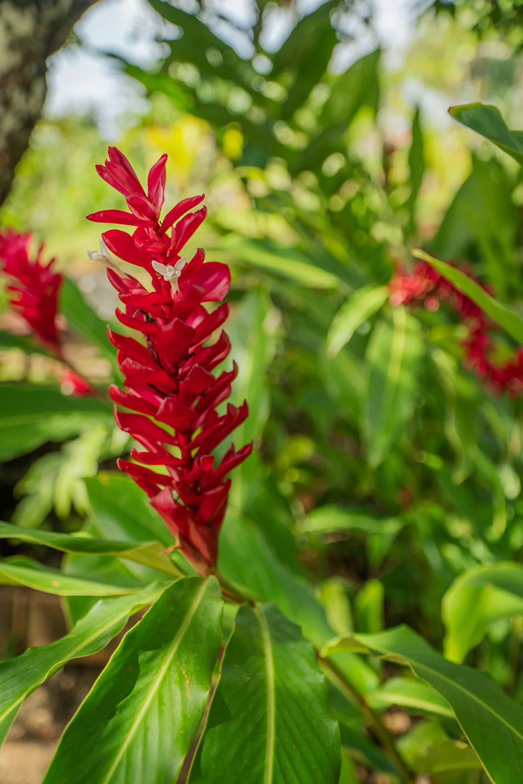 Red ginger flower close-up with the lush garden behind