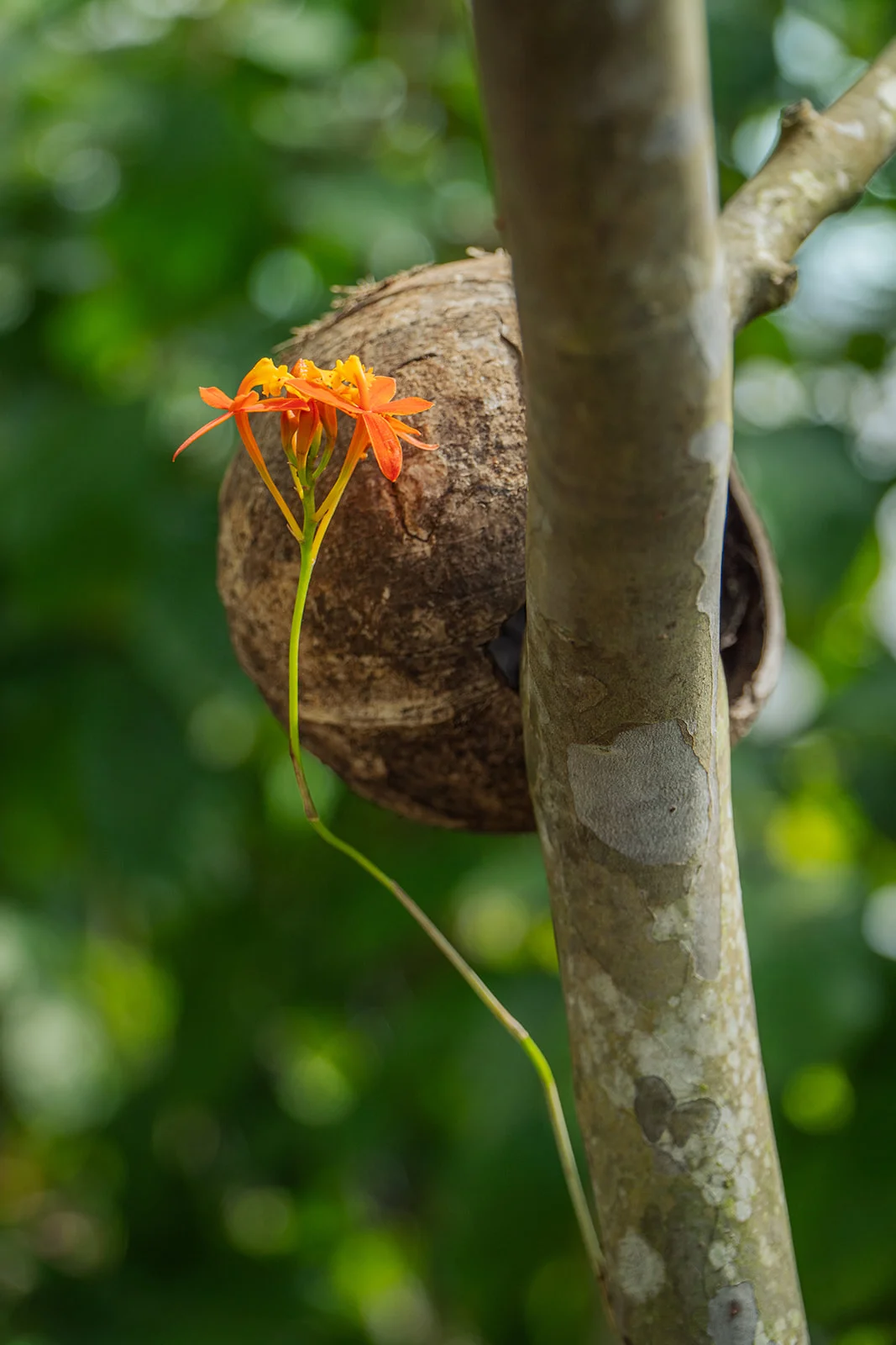 An orange orchid growing from a coconut shell attached to a tree trunk