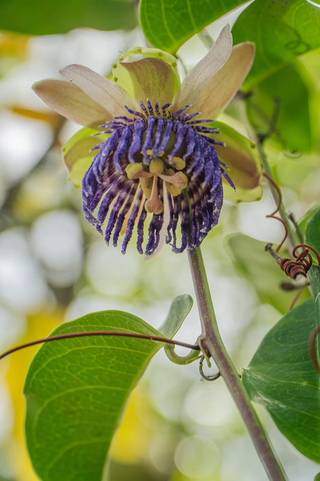 A fully open passion flower in the garden