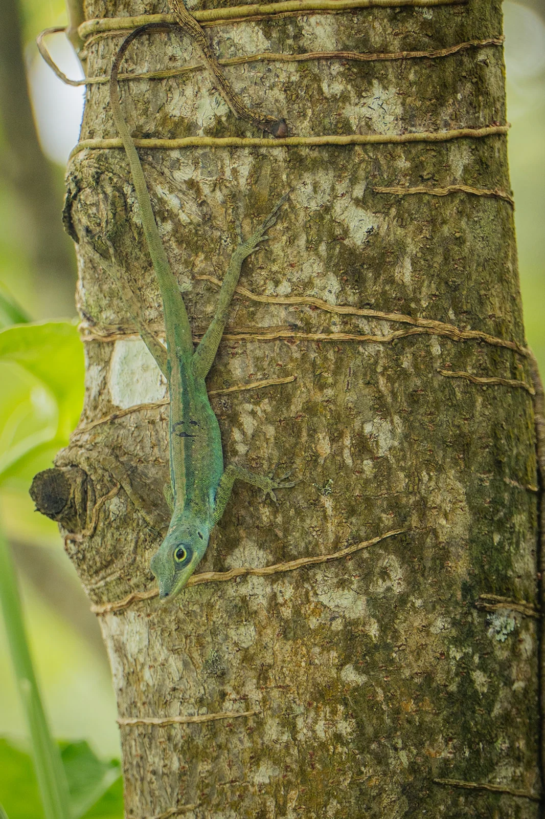 Anolis vert sur un tronc d'arbre, jardin des Vendredis, Martinique