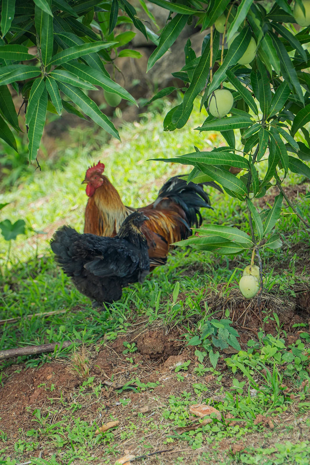Dimdim le coq sous le manguier, vu à travers le feuillage, Les Vendredis