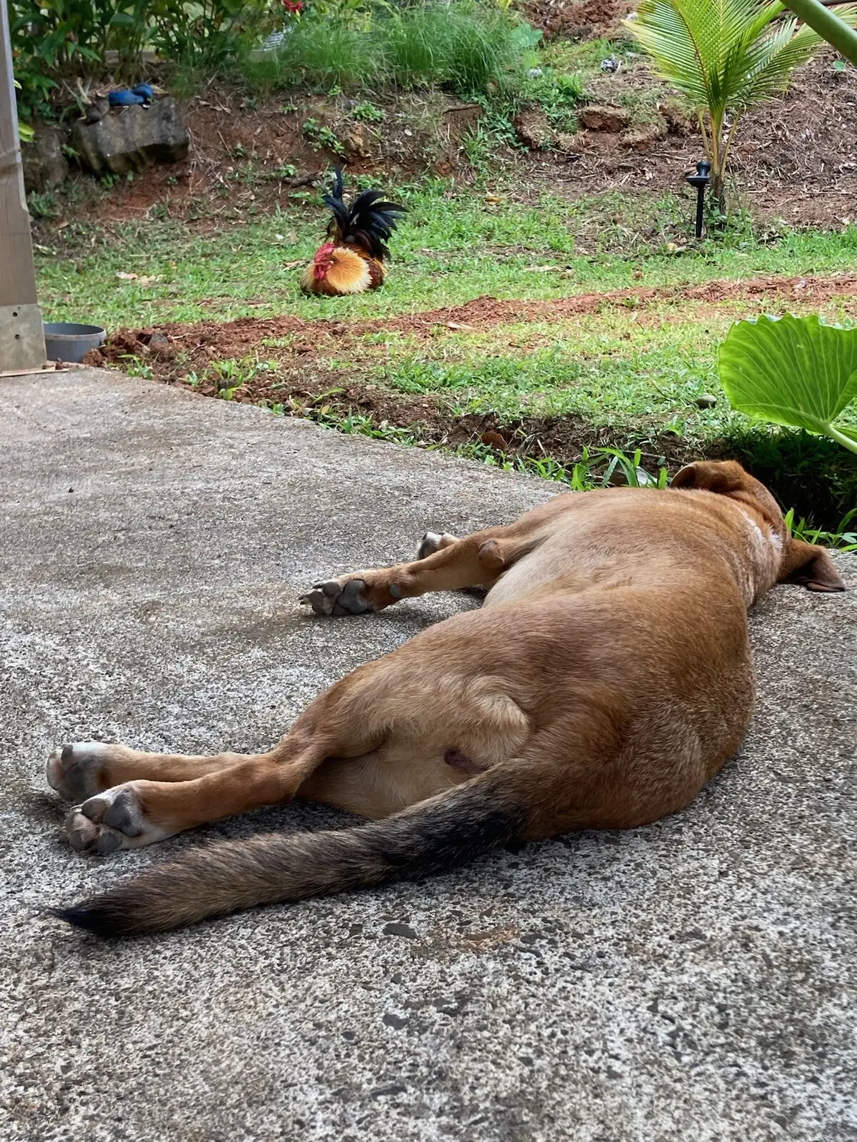 Samsam and Dimdim in the tropical garden at Les Vendredis, pet friendly accommodation in Martinique